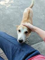 la main de la femme caresse la tête d'un chien errant qui est marron et blanc. photo