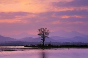 paysage avec un arbre solitaire sur le lac photo