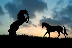 la silhouette d'un cheval libre dans le pré il y a une belle lumière. photo