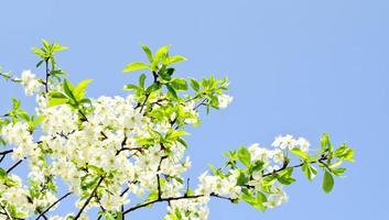 fleurs de pommier et ciel bleu