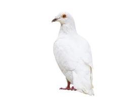 oiseau pigeon blanc isolé sur blanc