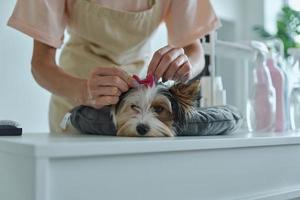 gros plan, de, femme, mettre, a, arc, sur, petit chien, à, les, salon toilettage photo