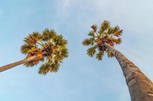 palmier à sucre sur un fond de ciel bleu. photo