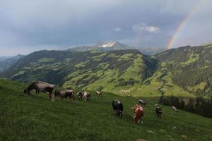 Vaches au pâturage dans l'Oberland bernois photo