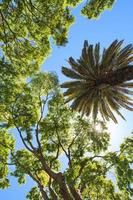 palmier dans un parc de lisbonne photo
