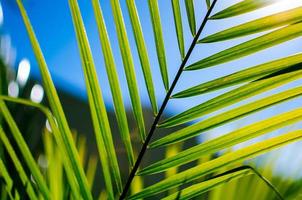 feuille de palmier photo