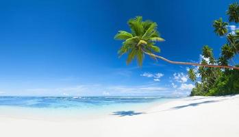 plage tropicale avec sable blanc et palmiers photo