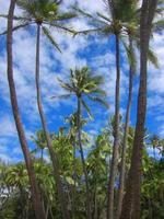 palmiers hawaïens photo