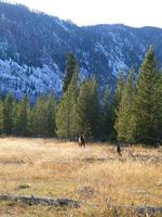 cerf à yellowstone photo