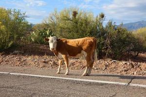 vache sur la route photo