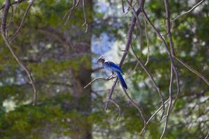 oiseau bleu sur une branche photo