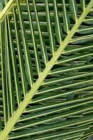 fond de feuilles de palmier photo