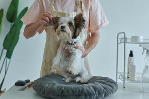 gros plan, de, femme, peigner, mignon, petit chien, à, les, salon toilettage photo