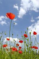 coquelicots sauvages photo