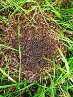 les fourmis noires rampent dans leur fourmilière dans la forêt. fermer. photo