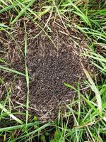 les fourmis noires rampent dans leur fourmilière dans la forêt. fermer. photo