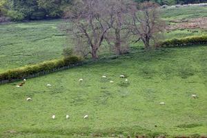 moutons paissant dans un champ anglais photo