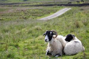 mère mouton et son agneau assis ensemble photo