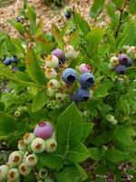 un buisson de bleuets avec des baies mûres photo