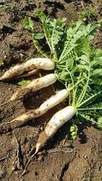 4 radis daikon avec dessus posés sur le sol dans une ferme biologique photo