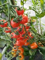 une grappe de tomates cerises en pleine croissance photo