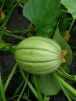 un jeune cantaloup vert qui pousse photo