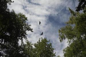 corbeau dans le ciel. vue du ciel avec oiseau. vol de corbeau. photo