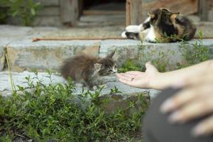 la main prend le chaton. chaton dans la cour. animaux domestiques en été dans la rue. photo