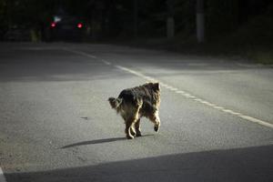 chien frappe à travers la rue. chien errant court sur la route. vie d'animal de compagnie en ville. photo