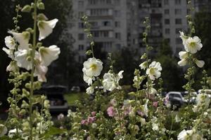 fleurs dans le jardin en été. floraison de la plante. belle nature. photo