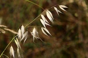 épillets des champs fleurs séchées naturelles de 80 centimètres de haut. photo