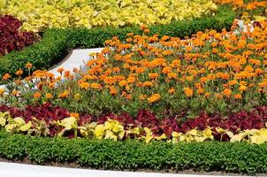 pot de fleur de coleus. belle perspective de feuilles de plantes coleus naturelles photo