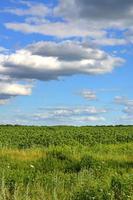 un paysage rural avec un champ vert de tournesols tardifs sous un ciel bleu nuageux photo