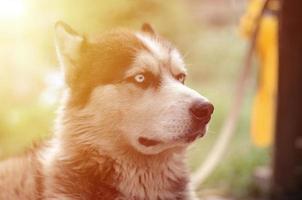 fier beau jeune chien husky avec la tête de profil assis dans le jardin photo