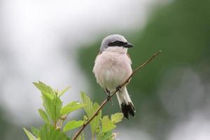 lanius collurio sur une branche photo