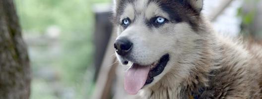 malamute arctique aux yeux bleus portrait de museau en gros plan. c'est un type natif de chien assez grand photo