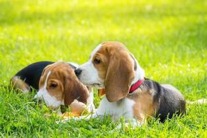 chien beagle sur l'herbe photo