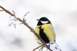 le parc des oiseaux en hiver photo