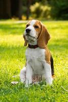 chien beagle sur l'herbe photo