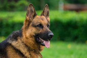 chien sur l'herbe photo