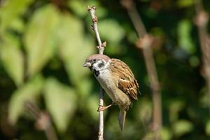 moineau sur une branche photo