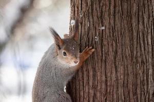 arbre d'écureuil en hiver photo