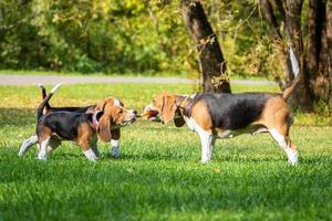 chien beagle sur l'herbe photo