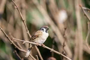 moineau sur une branche photo