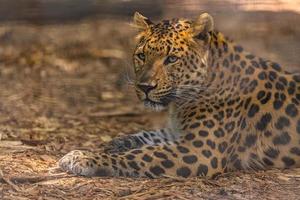 un léopard sauvage vu lors d'un safari en afrique du sud. beau portrait animalier, douce lumière du soleil. léopard persan panthera pardus saxicolor photo