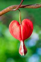fleur de coeur rouge saignant photo