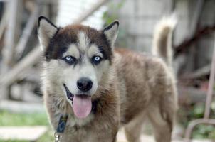 malamute arctique aux yeux bleus portrait de museau en gros plan. c'est un type natif de chien assez grand photo