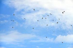 beaucoup de goélands blancs volent dans le ciel bleu nuageux photo