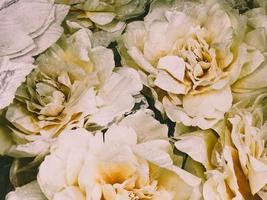 texture de belles fleurs beiges blanches avec de délicats pétales luxuriants avec des étincelles. l'arrière-plan photo