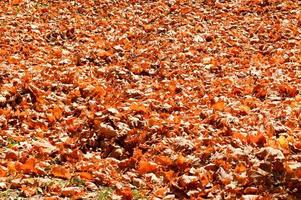texture, tapis naturel de feuilles sèches d'automne naturel jaune orange rouge. l'arrière-plan photo